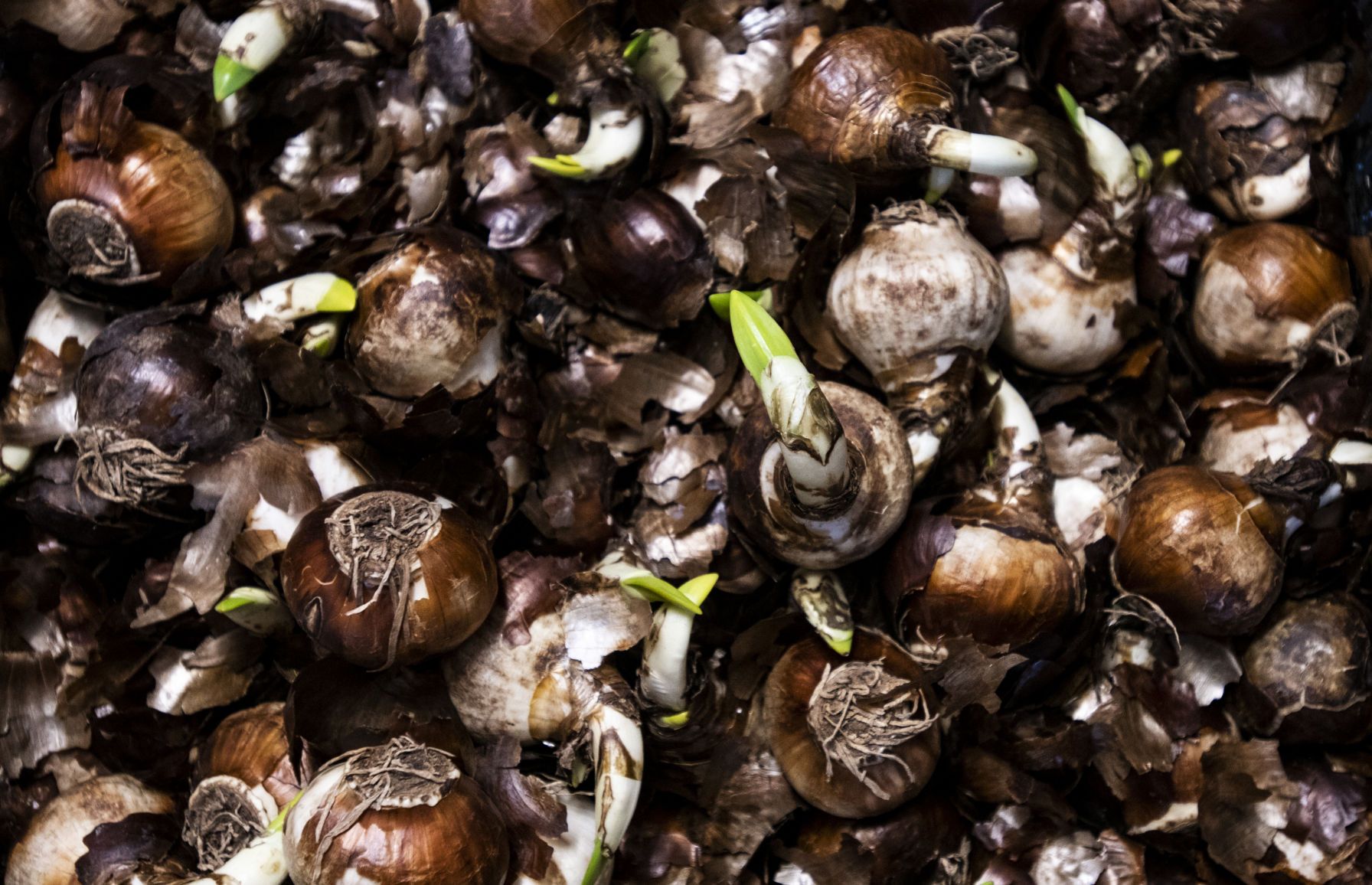 112718-hg-holidaybulbs-002.jpg